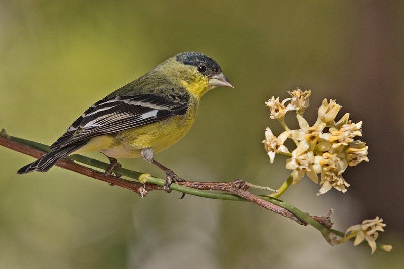 Lesser goldfinch