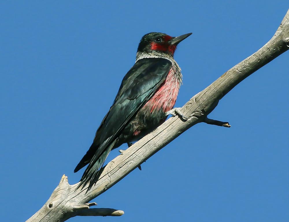 Lewis's Woodpecker