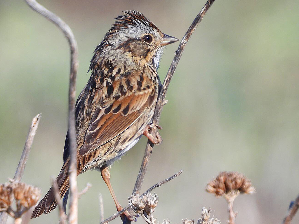 Lincoln's Sparrow