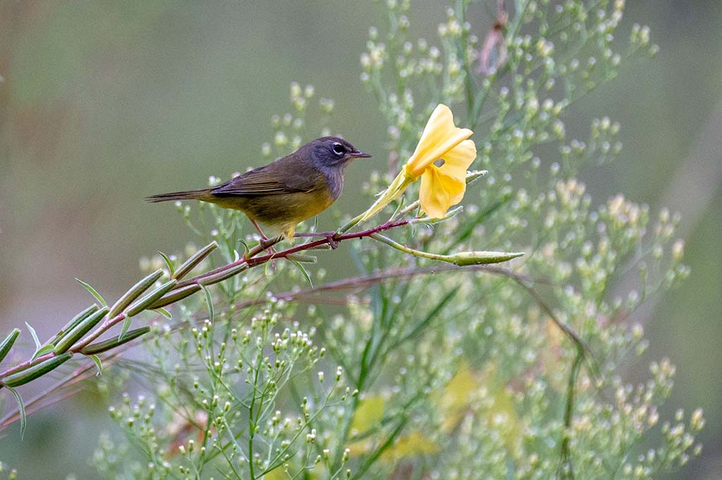 Macgillivray's Warbler