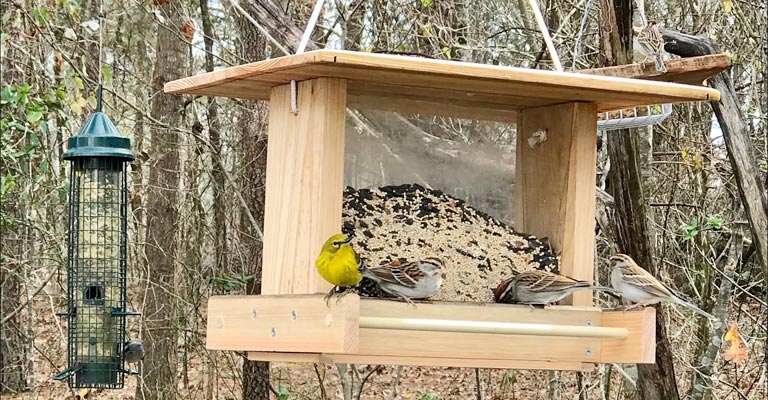 Mistakes To Avoid When Making Bird Feeders Out Of Wood