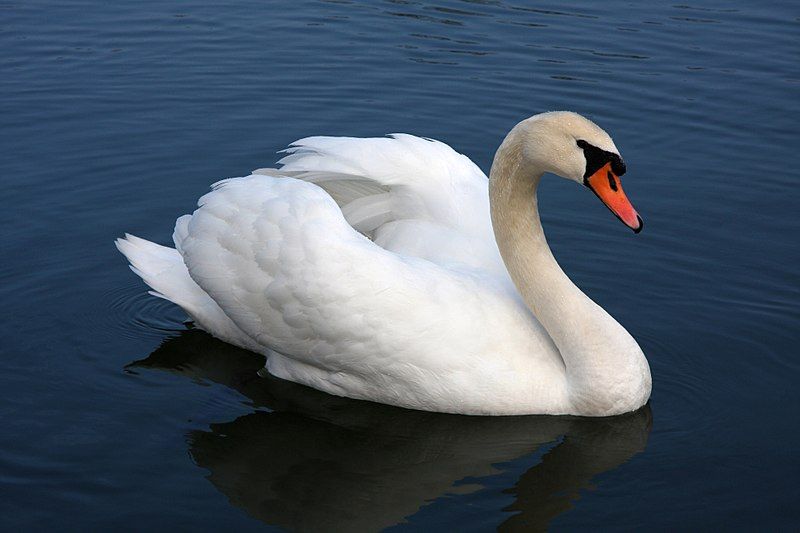 Mute swan