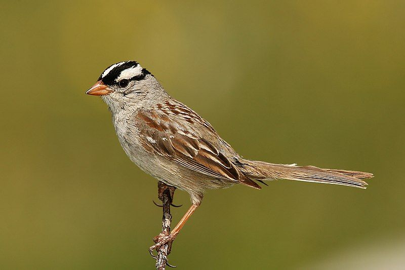 New World sparrow