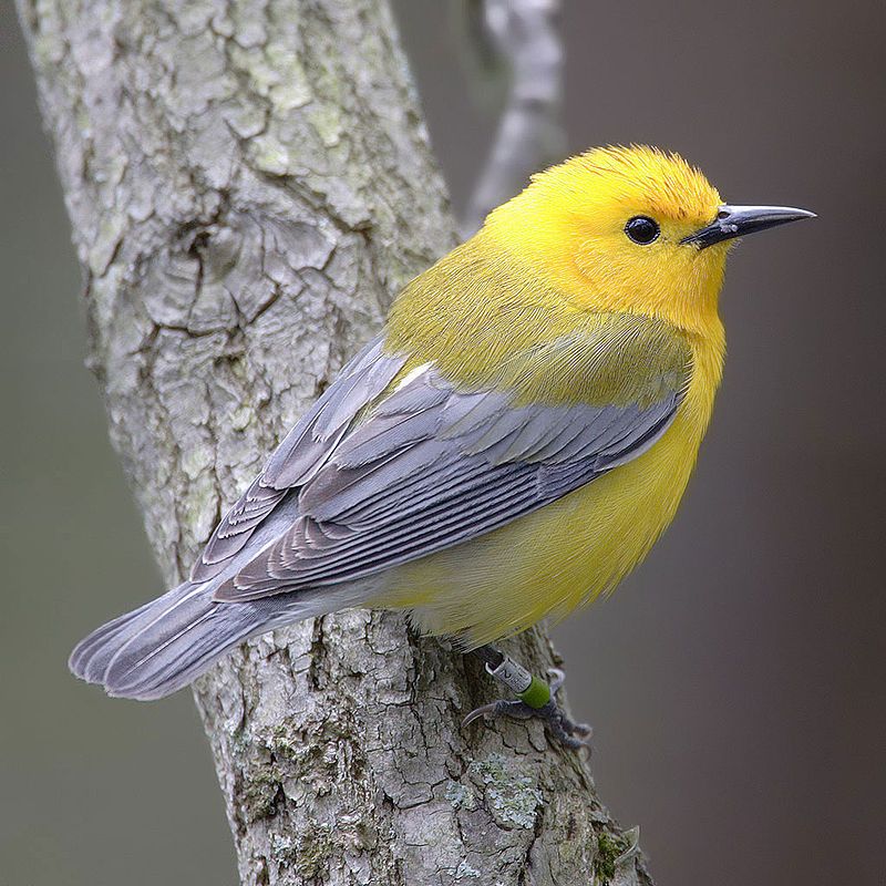 New World warblers