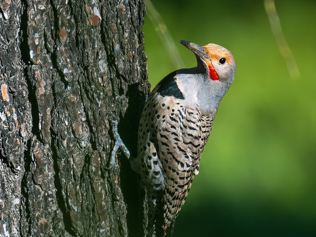 Northern Flicker