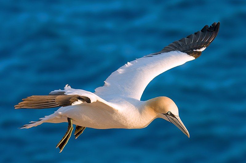 Northern gannet