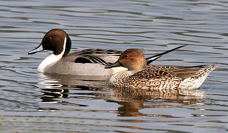 Northern pintail