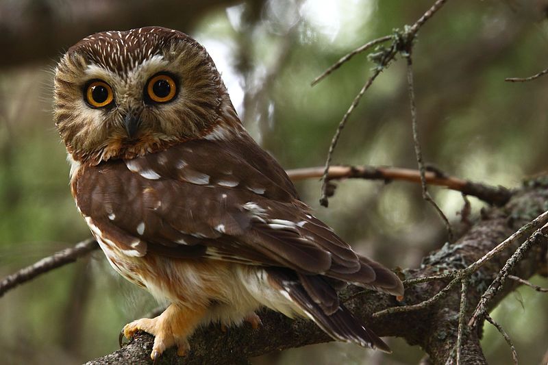 Northern saw-whet owl