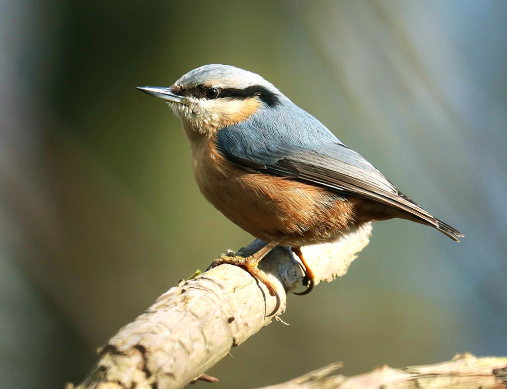 Nuthatch