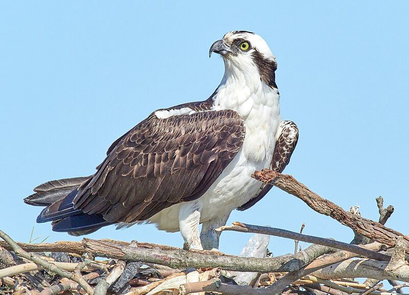 Osprey