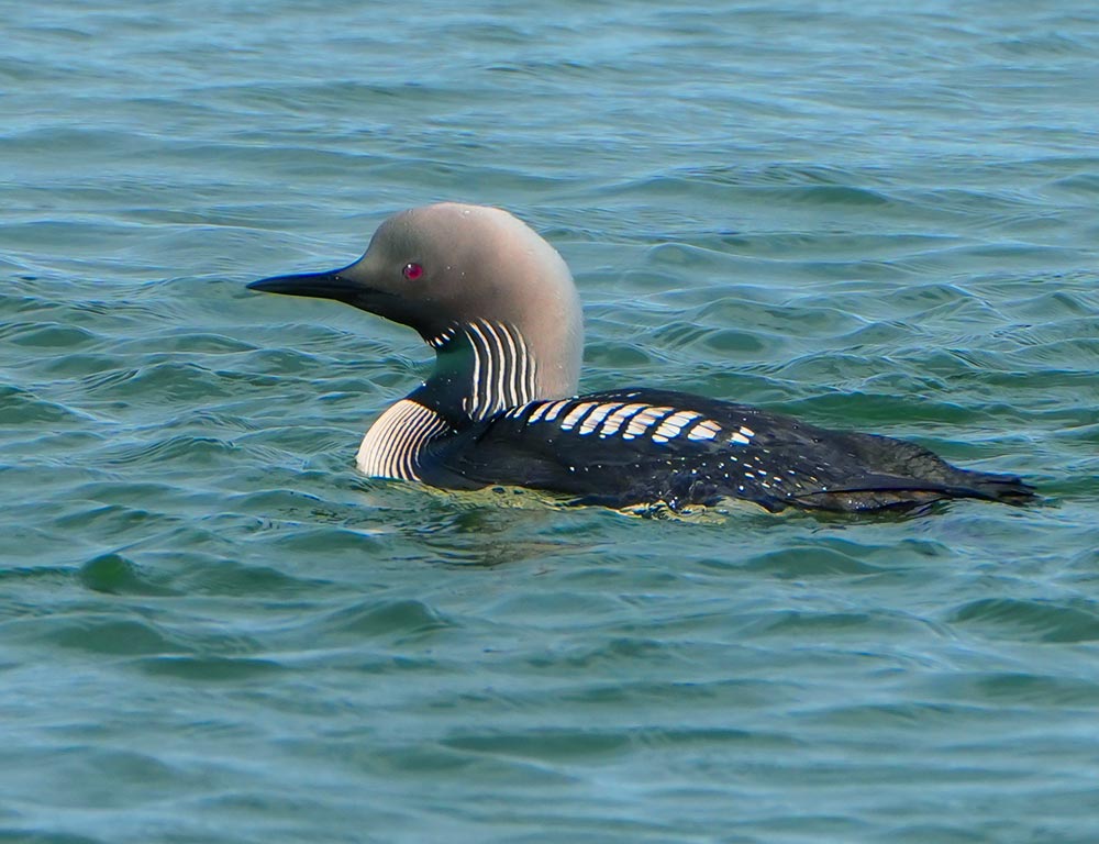 Pacific Loon