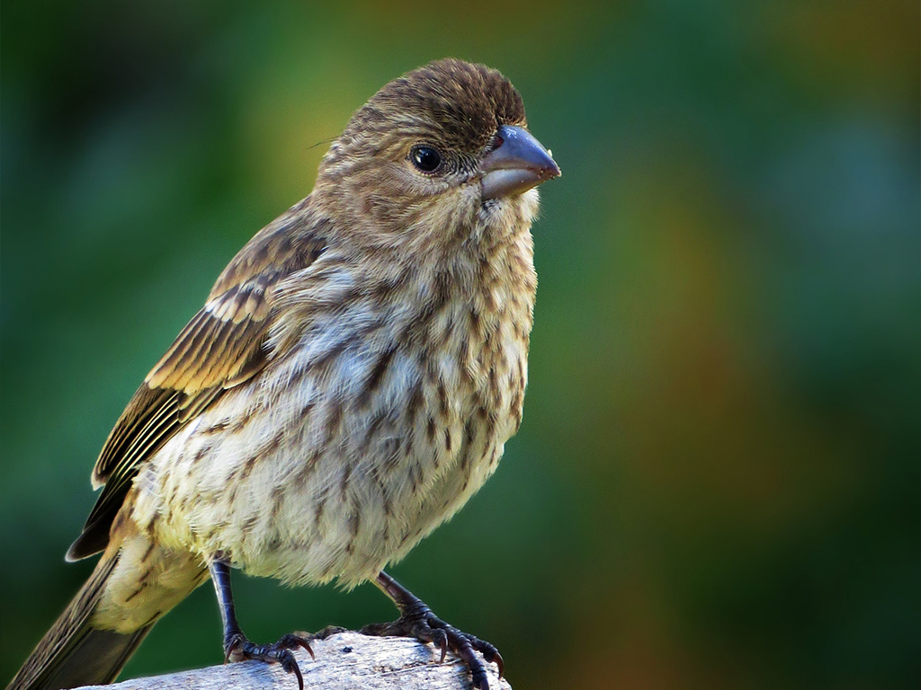 Pine Siskin