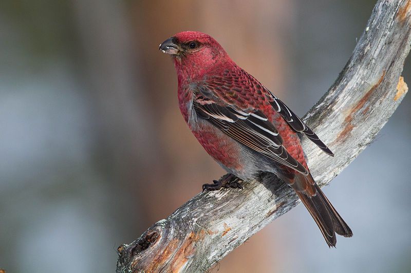 Pine grosbeak