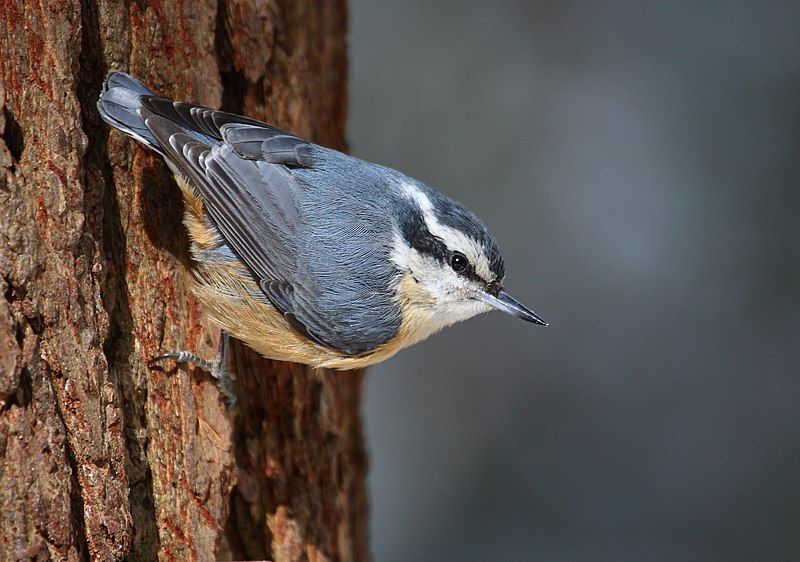 Red-breasted nuthatch