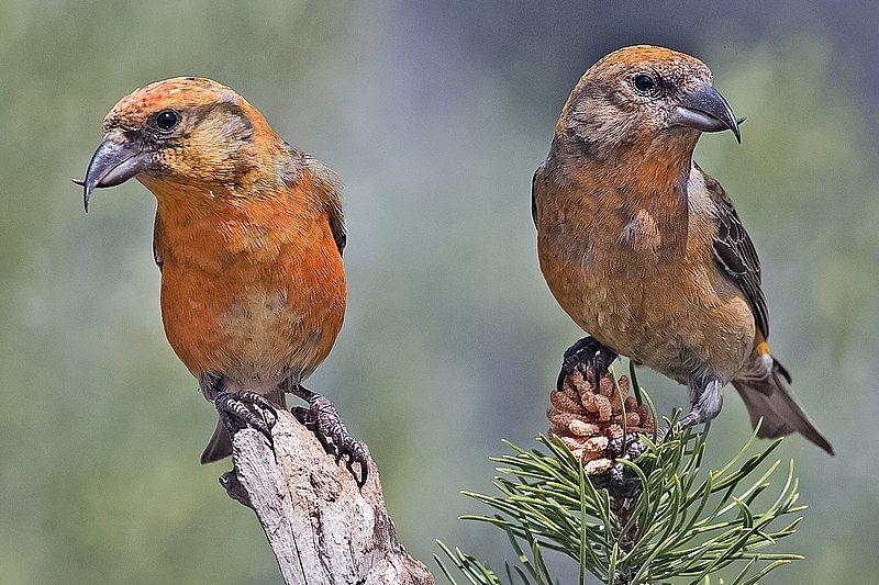 Red crossbill