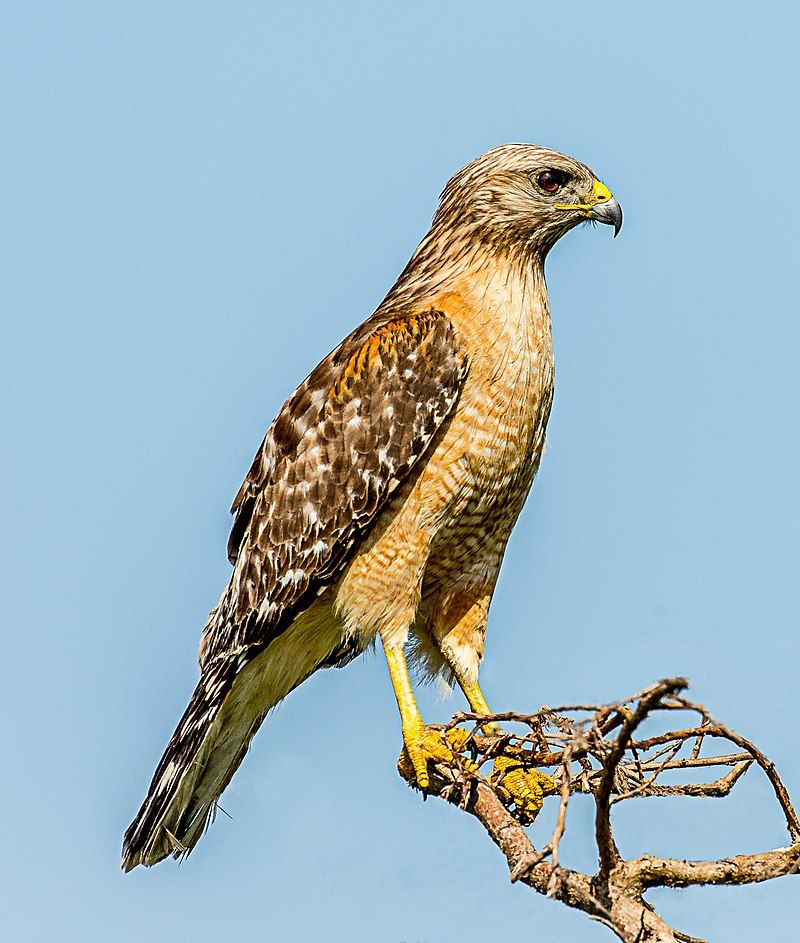 Red-shouldered hawk