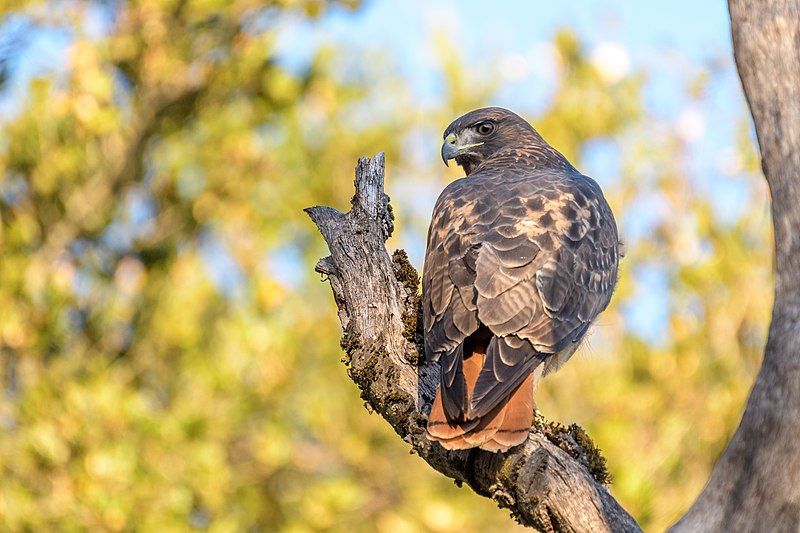 Red-tailed hawk