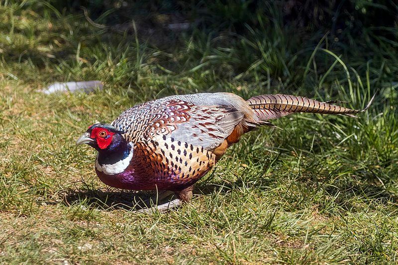 Ring-necked Pheasant