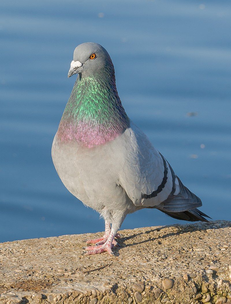 Rock dove