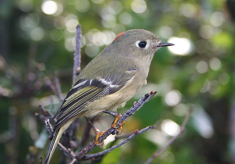 Ruby-crowned kinglet