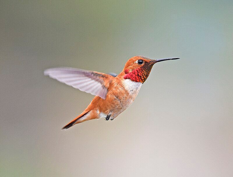 Rufous hummingbird