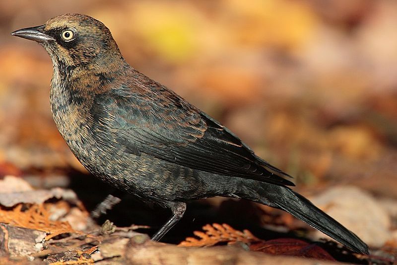 Rusty blackbird