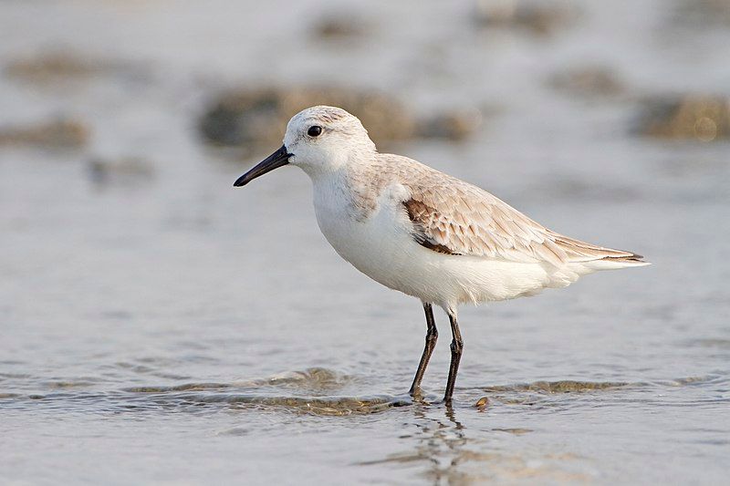 Sanderling