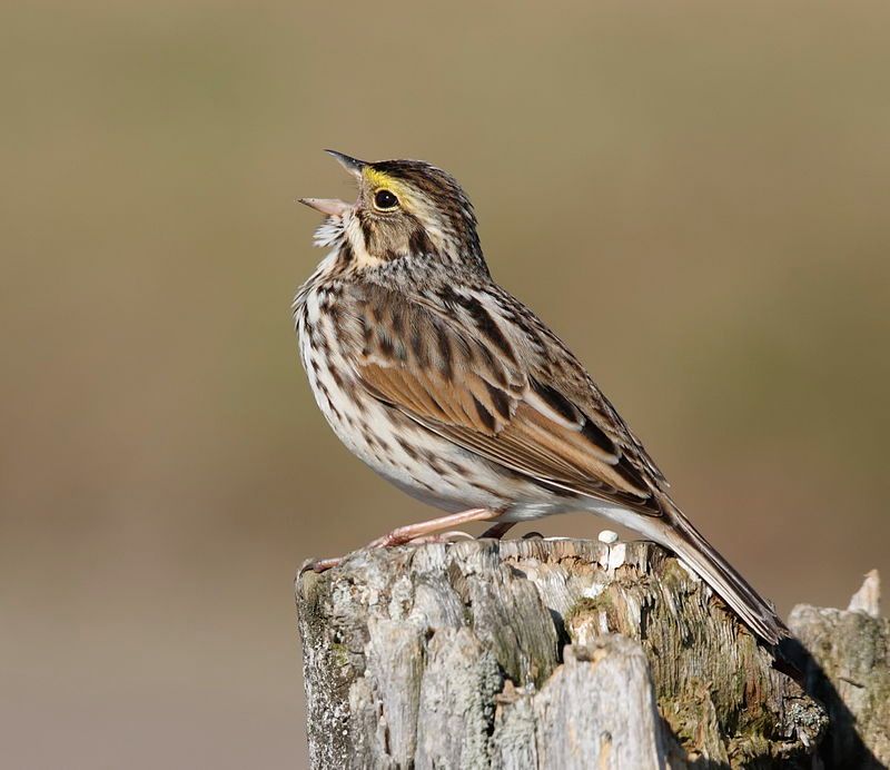 Savannah sparrow