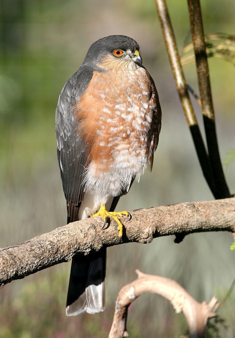 Sharp-shinned hawk