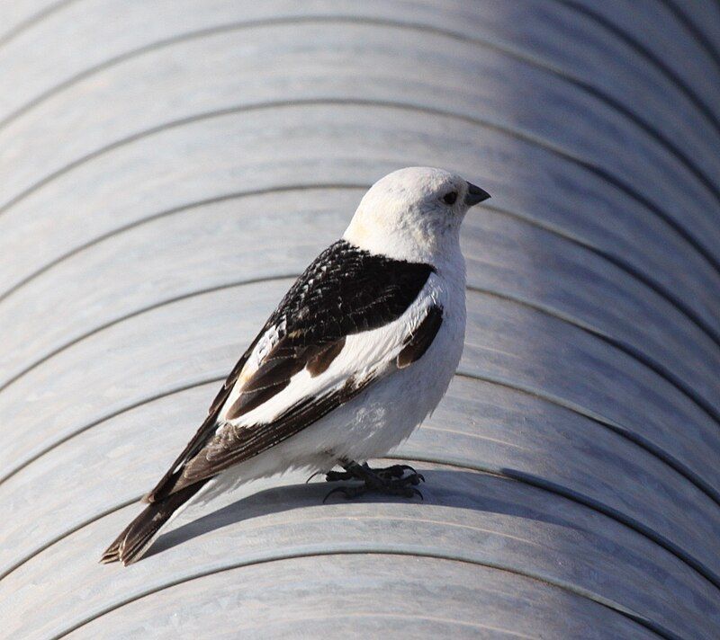 Snow bunting