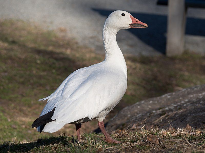 Snow goose