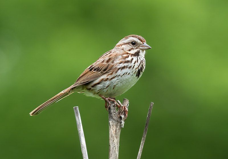 Song sparrow