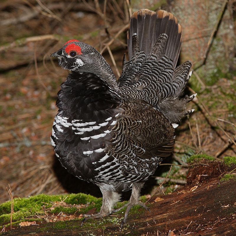 Spruce grouse