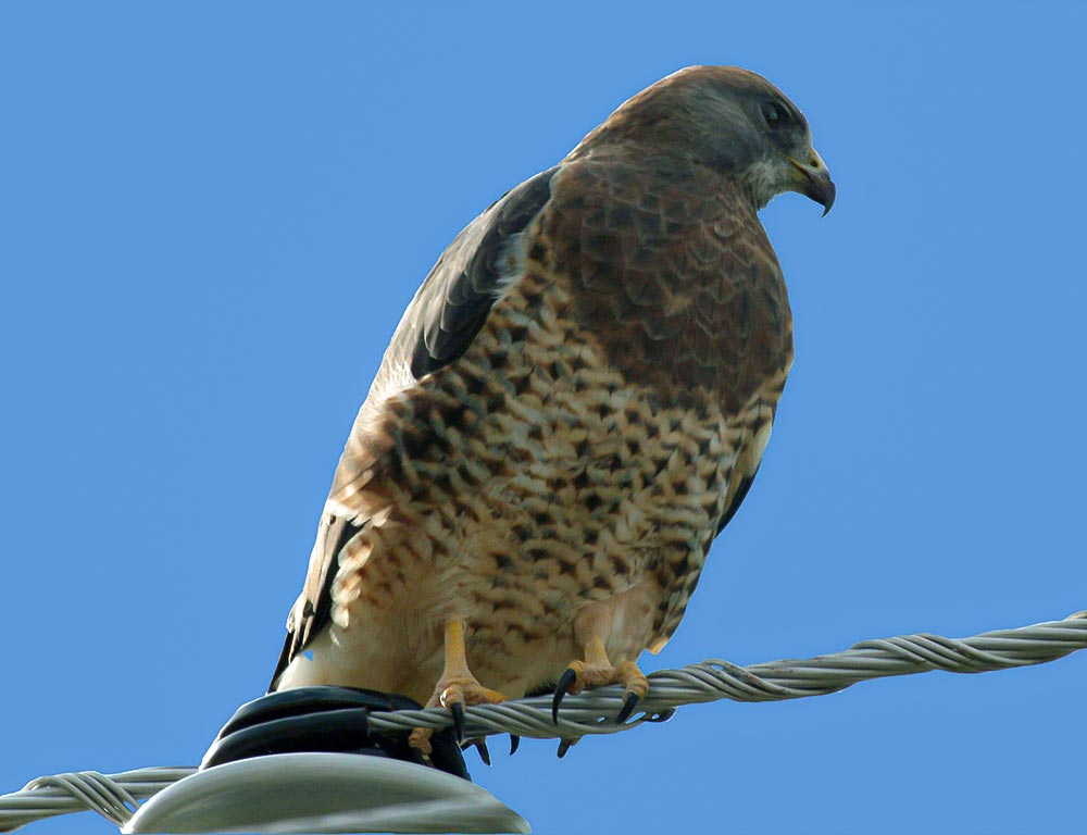 Swainson's Hawk