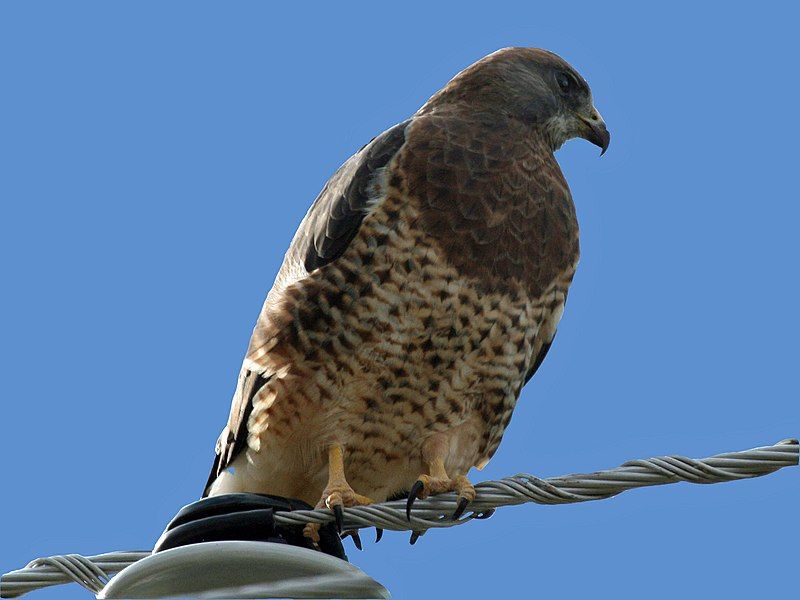 Swainson's hawk