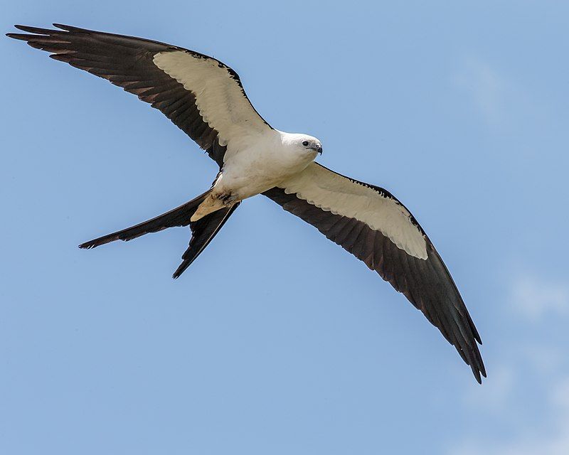 Swallow-tailed kite