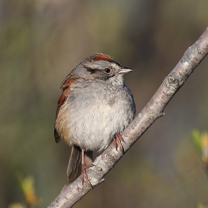 Swamp sparrow