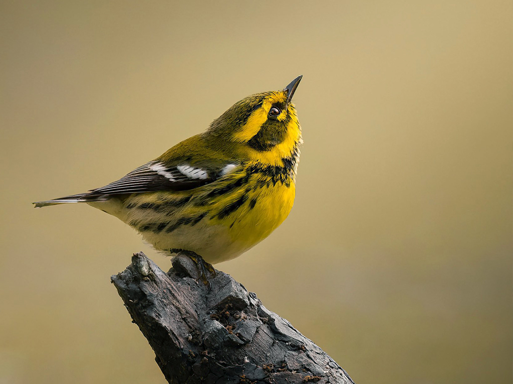 Townsend's Warbler