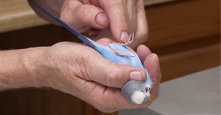 Treatment of Parakeet Foot Problems