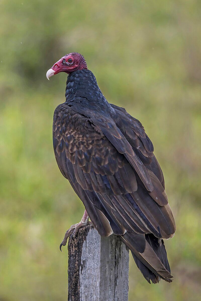 Turkey Vulture