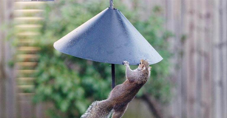 What About A Squirrel Baffle