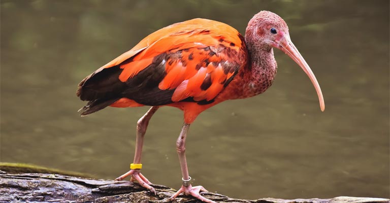 What Are the Physical Characteristics of The Scarlet Ibis