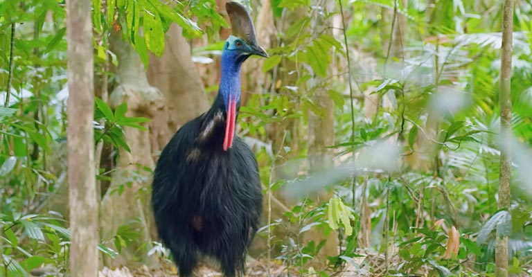 Why Is The Cassowary So Dangerous