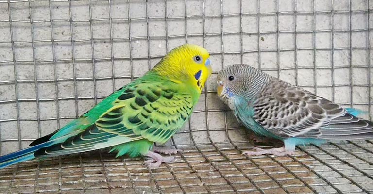 What Do I Do To Make My Male Parakeet Like My Female Parakeet