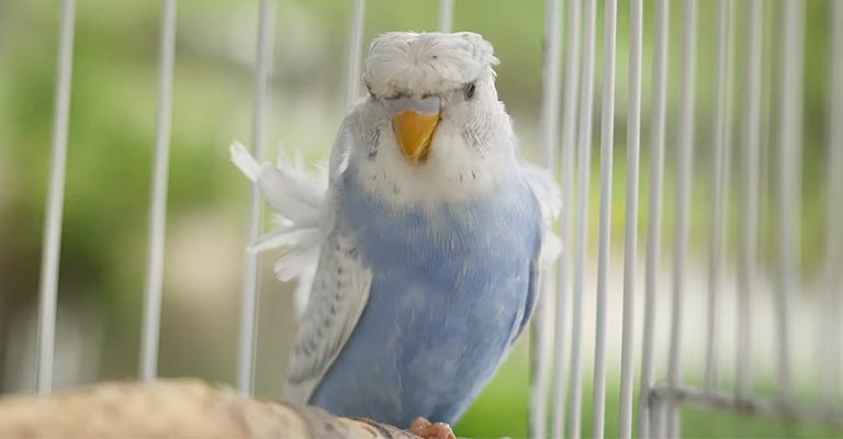 What Does A Healthy Budgie Cere Look Like