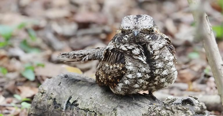 What Does Whippoorwill Symbolize