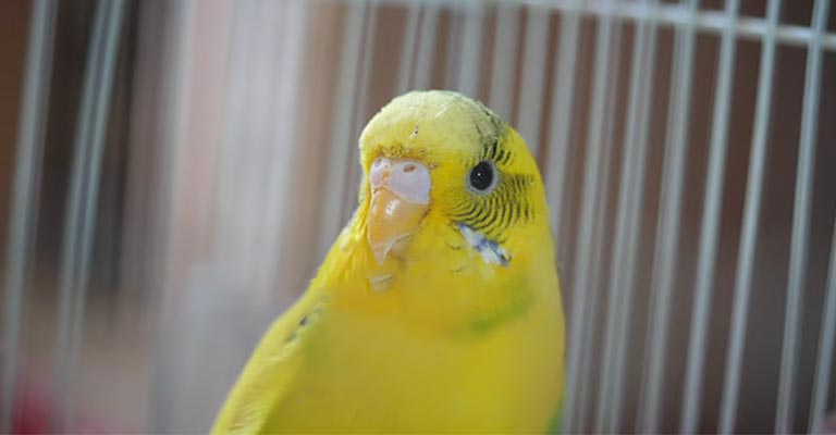 What Does an Unhealthy Budgie Beak Look Like