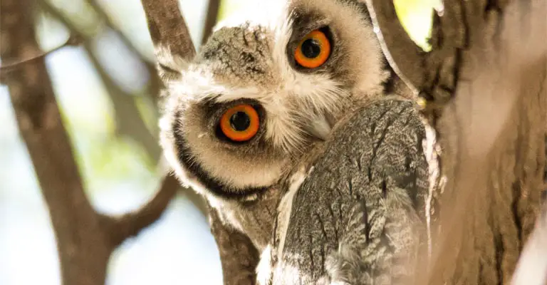 What Owl Has The Largest Eyes