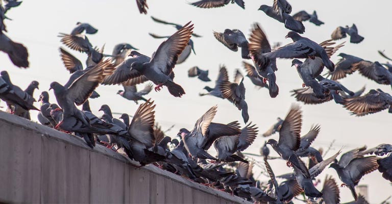 What Problems Do Pigeons Cause