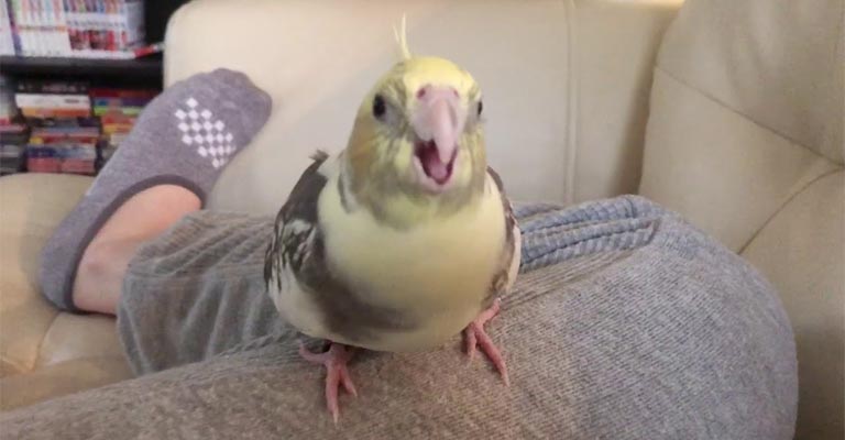 What To Do When My Cockatiel Is Suddenly Aggressive